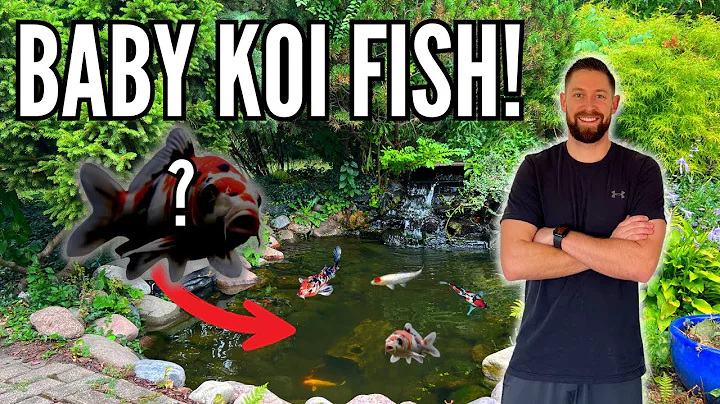 I Found BABY KOI FISH in My Backyard Koi Pond!
