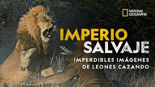 Imperio Salvaje Imperdibles Imágenes De Leones Cazando