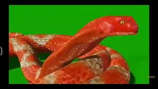 bani snake in green screen by darkseid vfx channel |  naagin 5 snake in green screen