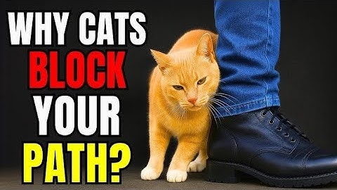 Why Your Cat Blocks Your Way: The Surprising Reasons Behind This Cute (and Annoying) Habit!