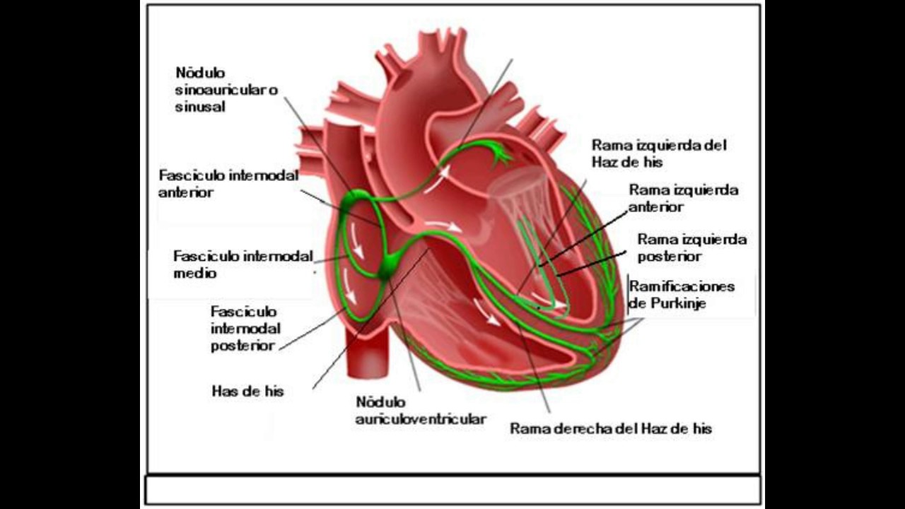 Propiedades Electricas De El Corazon Youtube