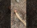 Satisfying removal of long tree root