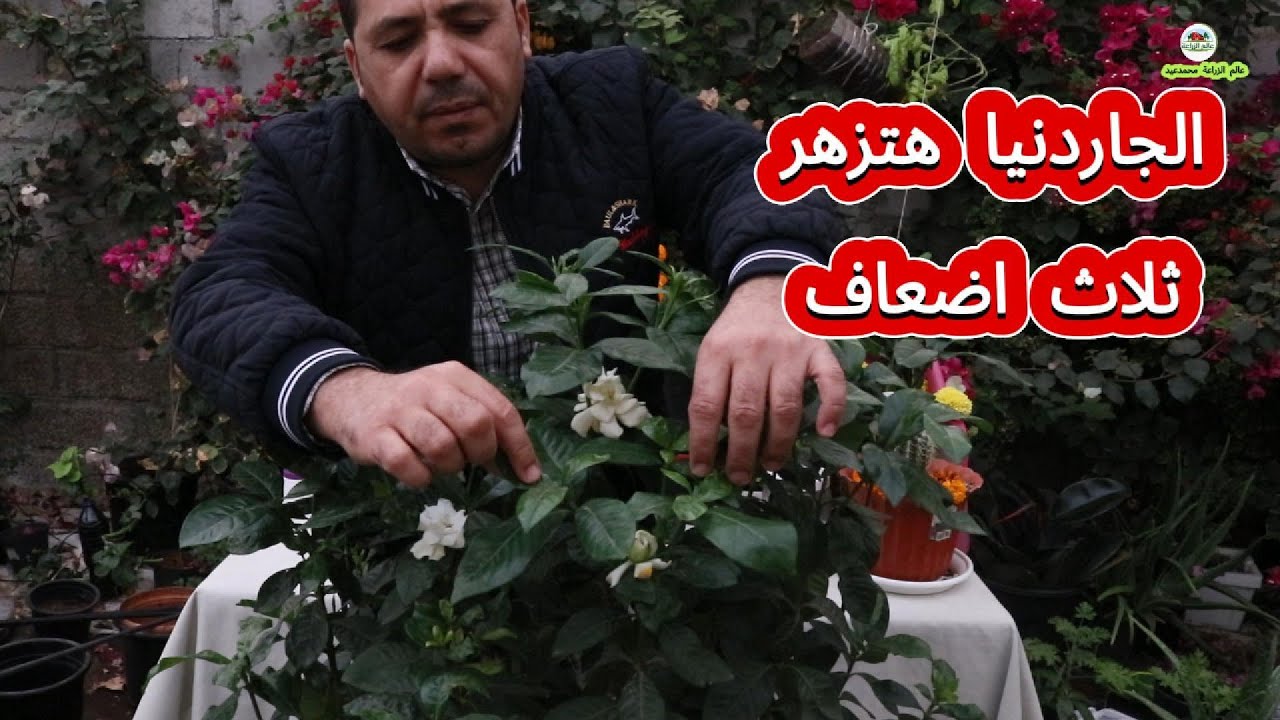 الجاردنيا مبتزهرش العناية بالجاردينيا طريقة تحفيز الجاردنيا على التزهير الجاردنيا هتزهر بغزارة