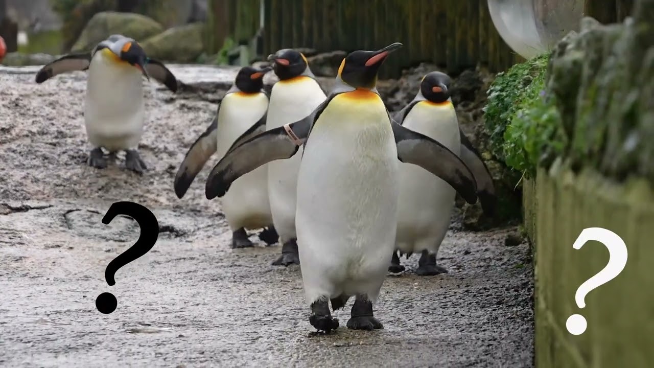 Stability Found on Slippery Ground: Penguin Gait Study Design and Results