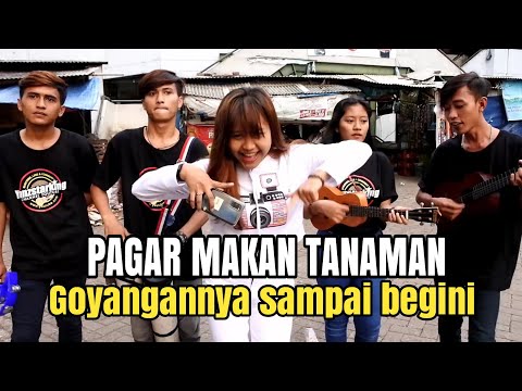 Video Pagar Makan Tanaman
