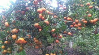 砂糖橘冬芽修剪會養護果刺激開花 