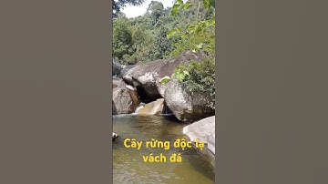 Cây rừng độc lạ vách đá l Độc Lạ Tây Nguyên.