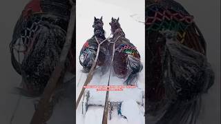Ardahan’da Yarım Metre Karda Rahvan Atlar 🐎❄️ | Atlı Kızak Şovu! #shorts