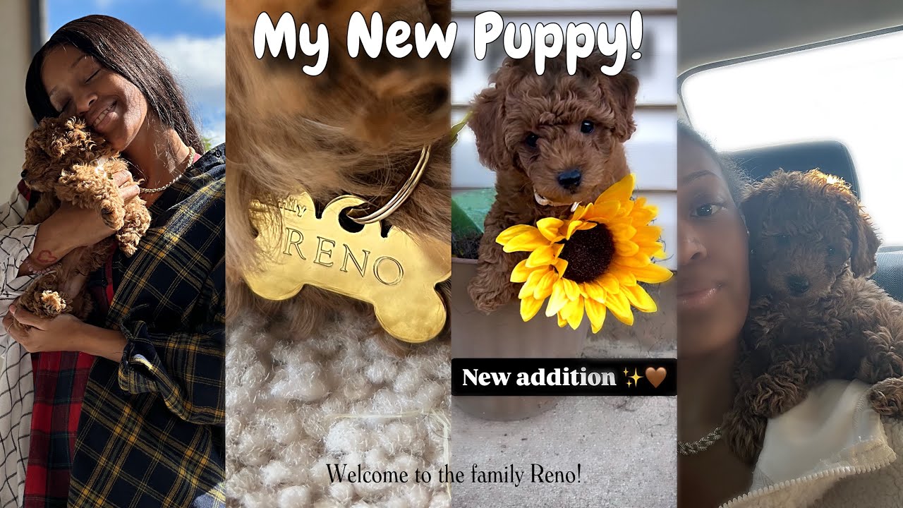 I GOT A PUPPY! COME WITH ME TO GET MY TOY POODLE! | Alisha Rena