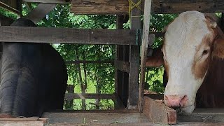 brahman super, simental super, sapi kurban