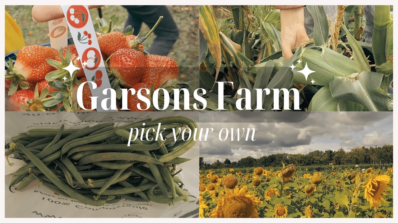🍓 travel with me! garsons farm pyo YouTube