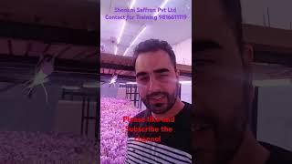 #saffronfarming#aeroponic #indoor#kheti#saffron #training#crop #harvesting #indoorfarming #saffron#