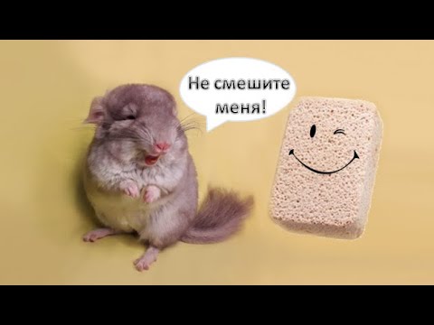 Камни для ШИНШИЛЛ не стачивают им зубы?