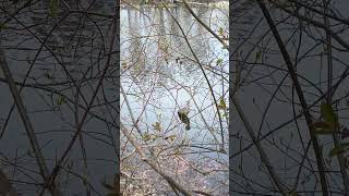 40 seconds with a great blue heron
