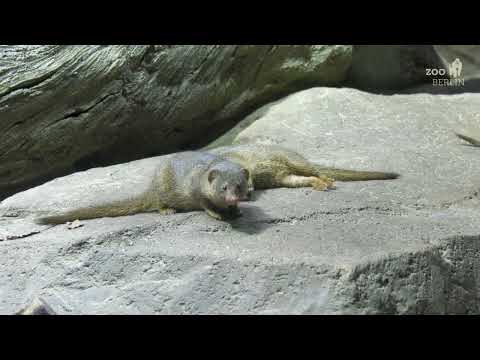 Zwergmangusten im Zoo Berlin - Dwarf Mongooses at Zoo Berlin