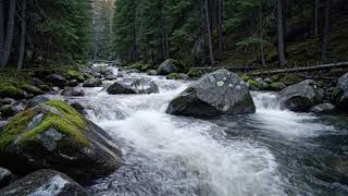 Long Study Session Ambience | Relaxing River Flow and Forest Birds Sounds