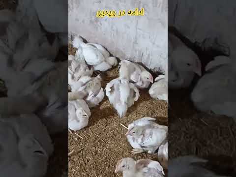 پرورش مرغ گوشتی از روز اول تا پایان تست دان و آموزش مرغداری دان هوش 