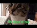 The origin of toad radialhypoplasia cat.s disabled cats cutecats