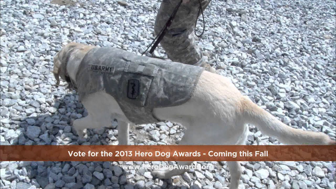 AHA Hero Dog - Gabe