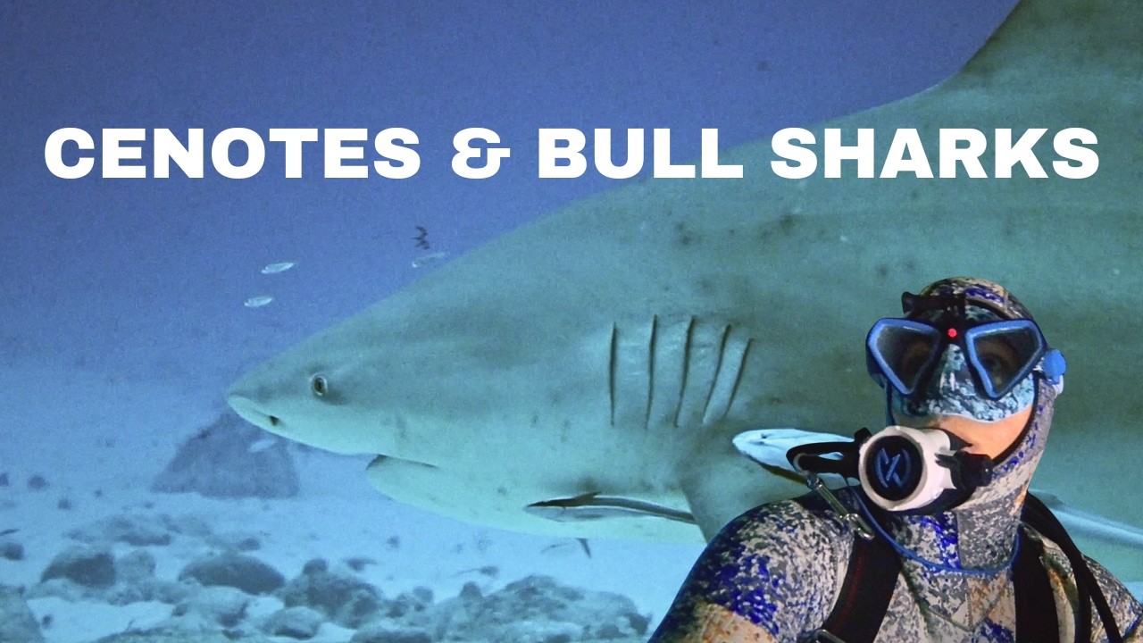 ⁣Cenotes and bull sharks - PLAYA DIVE EXPEDITION 2026