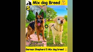 German Shepherd Mix Breeds | GSD | German Shepherd