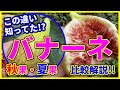 【イチジク 】世界最大のいちじく バナーネの秋果・夏果の違い知ってますか？育て方と収穫時期について（ロングドゥート）