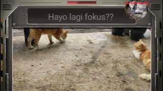 Baby cats cute and funny - Cat's Family - mini story - kucing kawin