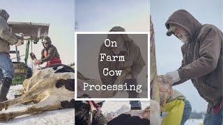 *Graphic* Cow Butchering on the Homestead