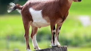 Zoena Boy - G.o.a.t. Prod By. Rudyfromday1