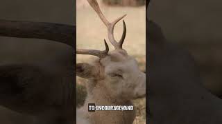 LPT: Don't Punish the Behaviour You Want to See — Positive Reinforcement #shorts