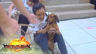 Matanglawin: Dachshund Enthusiasts of the Philippines