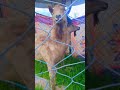 markhor #news #nature #naran #travel #travel #hunza #viralvideos #mountain #hunzavalley #newstravel