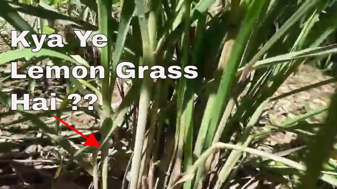 How to Differentiate  Lemon Grass from Citronella Grass