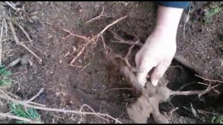 Bodenfund Schwert Gefunden Mittelalter Digging Sword
