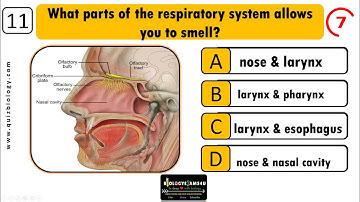 Quiz on Respiratory System || Interactive MCQ on Respiratory System