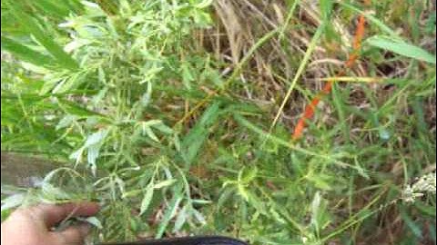 Update from Sedge Meadow Tipi ASMR (basket making tutorial) 