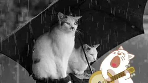 ¿Los gatos tienen miedo a la lluvia?