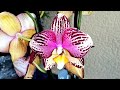 Бабочки, пелорики, Kaoda, Leco Fantastic, Liodoro в свежем завозе орхидей Экофлоры г. Омск.