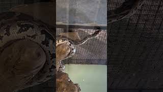 Giant Python Bit Me in the Face😳 full video on my channel 😭 #snake #reptiles  #python