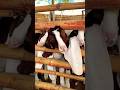 Northern Bypass Cow and Cattle Mandi 2026 Karachi The heaviest Calf in the Market #cow#explore #eid