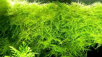Java Peacock Moss Wall Update - Part 3