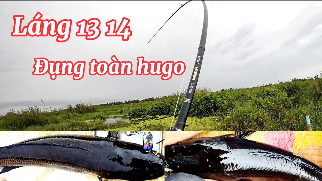 Hành trình láng 8-13-14 / Câu cá lóc rừng U Minh Thượng -(tập 121) @huukhuynhkiengiang