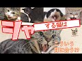 愛しのシャー猫たち♡