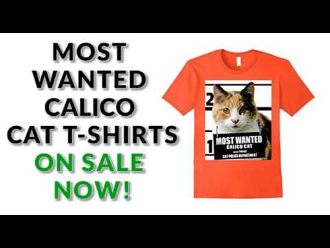 most-wanted-calico-cat-cute-funny-t-shirt---men's,-women's,-kid's---asphalt,-white,-orange