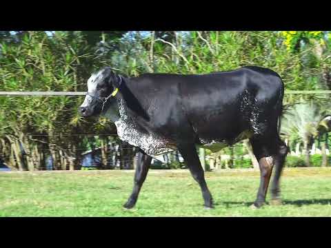 LOTE 139 7765CS