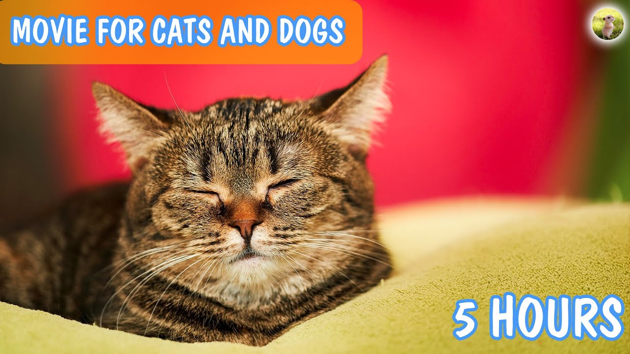 Videos for Cats and Dogs to Watch 3 Hour Pets Cute Dogs and Cats TV