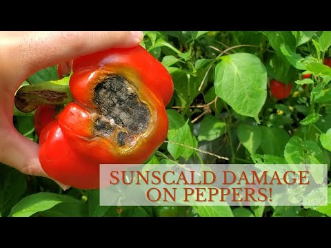 Video: Pepper Sunscald - Sprečavanje opekotina od sunca na voću bibera