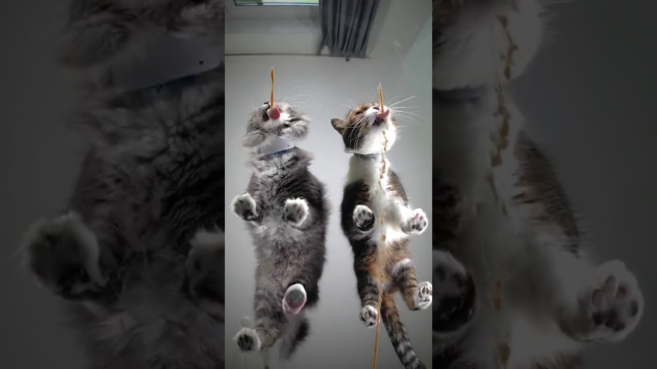 cats life 