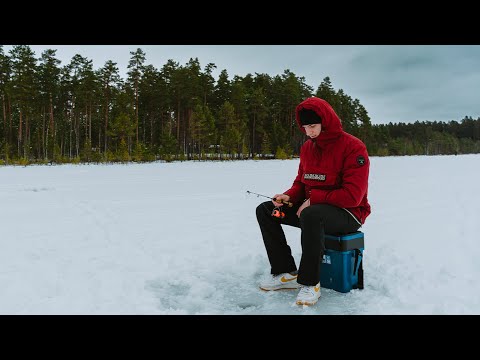 Video: Clima continentale moderato: una breve descrizione, flora e fauna