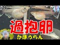 美心流！過抱卵の治し方♪【早期発見で治ります】＃７９ ～美心めだか～